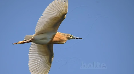 Reiher, Störche & Ibisse