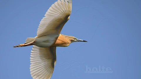 Rallenreiher (Ardeola ralloides)