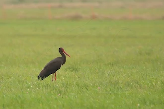Schwarzstorch (Ciconia nigra)