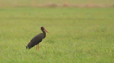 Reiher, Störche & Ibisse