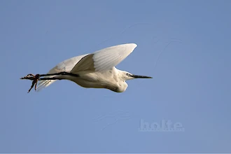 Seidenreiher (Egretta garzetta)