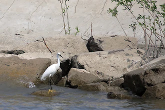 Seidenreiher (Egretta garzetta)