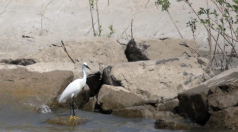 Herons, storks & ibises