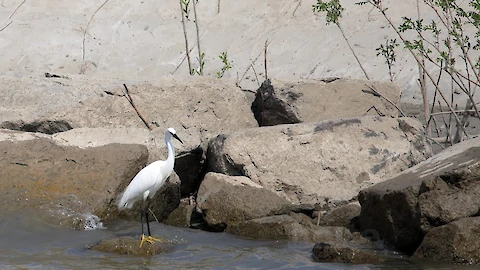 Seidenreiher (Egretta garzetta)