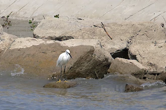 Seidenreiher (Egretta garzetta)