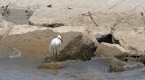 Herons, storks & ibises