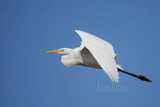 Silberreiher (Ardea alba)