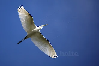 Silberreiher (Ardea alba)