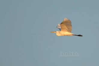 Silberreiher (Ardea alba)