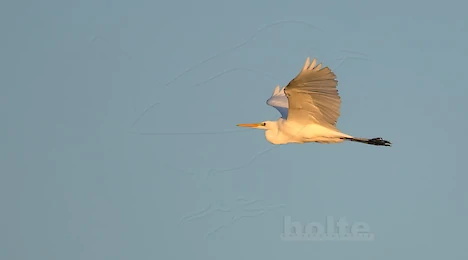 Herons, storks & ibises