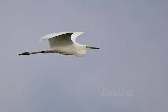 Silberreiher (Ardea alba)
