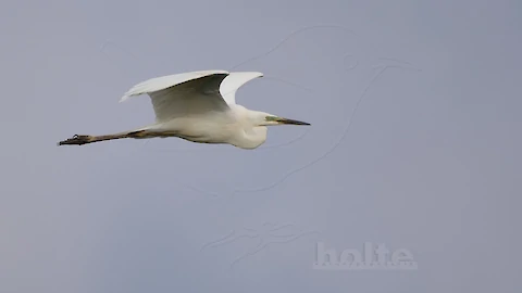 Silberreiher (Ardea alba)