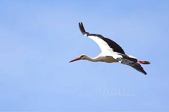 Weißstorch (Ciconia ciconia)