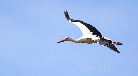 Herons, storks & ibises