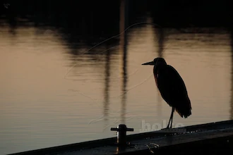 Lonesome heron