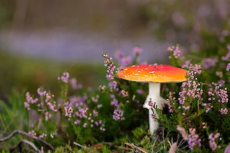 Fliegenpilz (Amanita muscaria)