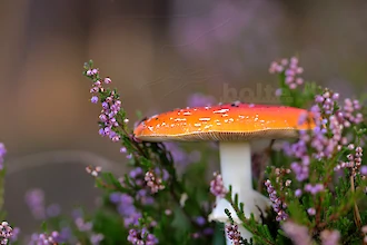 Fliegenpilz (Amanita muscaria)