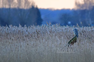 Graureiher vor eisiger Kulisse