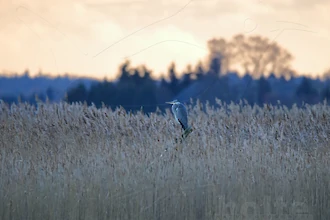 Graureiher vor eisiger Kulisse
