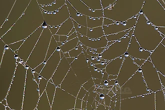 Spinnennetz (2)