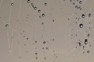 Spinnennetz (3)
