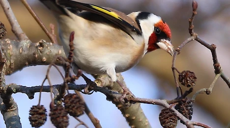 Stieglitz (Carduelis carduelis)