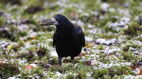 Saatkrähe (Corvus frugilegus)