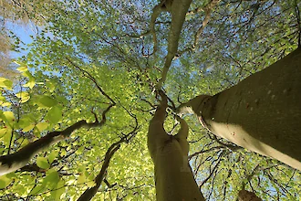 Beeches from below