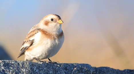 Schneeammer (Plectrophenax nivalis)