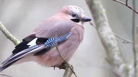 Eichelhäher (Garrulus glandarius)
