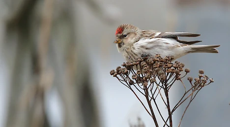 Birkenzeisig (Acanthis flammea)