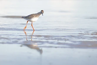 Rotschenkel (Tringa totanus)