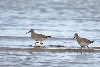 Rotschenkel (Tringa totanus)