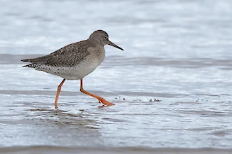 Rotschenkel (Tringa totanus)