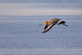 Uferschnepfe (Limosa limosa)