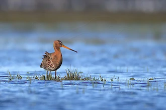 Uferschnepfe (Limosa limosa)