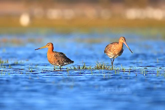 Uferschnepfe (Limosa limosa)