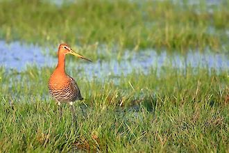 Uferschnepfe (Limosa limosa)