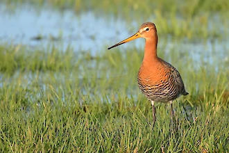Uferschnepfe (Limosa limosa)
