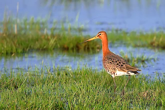 Uferschnepfe (Limosa limosa)