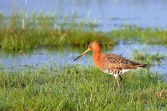 Uferschnepfe (Limosa limosa)
