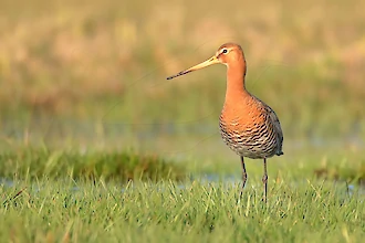 Uferschnepfe (Limosa limosa)