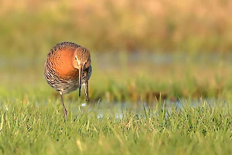 Uferschnepfe (Limosa limosa)