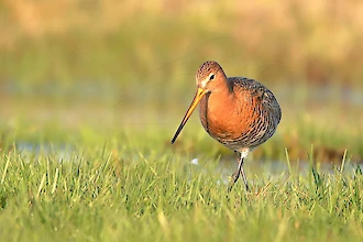 Uferschnepfe (Limosa limosa)
