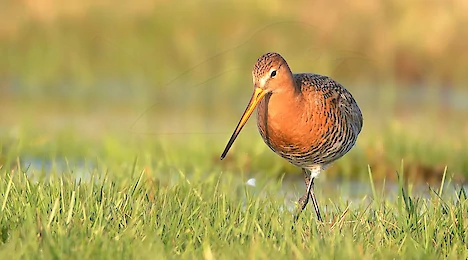 Waders