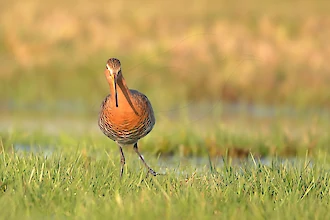 Uferschnepfe (Limosa limosa)