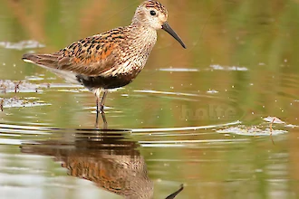 Alpenstrandlaeufer (Calidirs alpina)