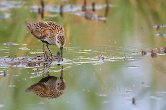 Alpenstrandlaeufer (Calidirs alpina)