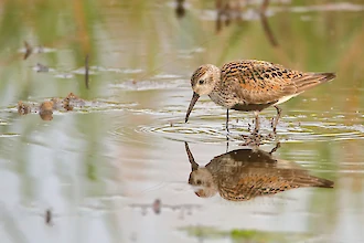 Alpenstrandlaeufer (Calidirs alpina)
