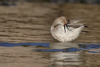 Alpenstrandl&auml;ufer (Calidris alpina)